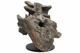 Hadrosaur (Hypacrosaur) Sacrum with Metal Stand - Montana #211085-7